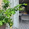 Outdoor Curtain Fabric Leaves 315 cm – natural,  thumbnail number 7