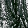 Decor Fabric Half Panama birch forest – black/white,  thumbnail number 3