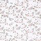 Silk-viscose satin scattered flowers – white,  thumbnail number 1