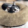Faux Fur Abstract – cashew,  thumbnail number 5