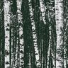 Decor Fabric Half Panama birch forest – black/white,  thumbnail number 6
