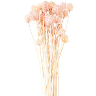 Dried Japanese Teasel [ 50 g ] | Rico Design – pink, 