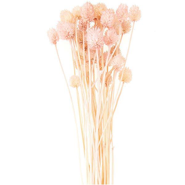 Dried Japanese Teasel [ 50 g ] | Rico Design – pink,  image number 1
