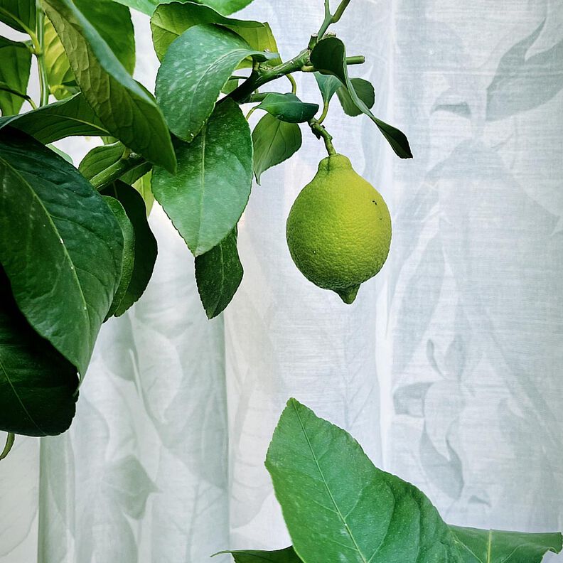 Outdoor Curtain Fabric Leaves 315 cm – natural,  image number 8