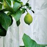 Outdoor Curtain Fabric Leaves 315 cm – natural,  thumbnail number 8