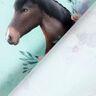 Cotton Jersey Flower Horse | Glitzerpüppi – ice blue/pastel violet,  thumbnail number 4