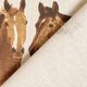Half Panama Decor Fabric Horses,  thumbnail number 5